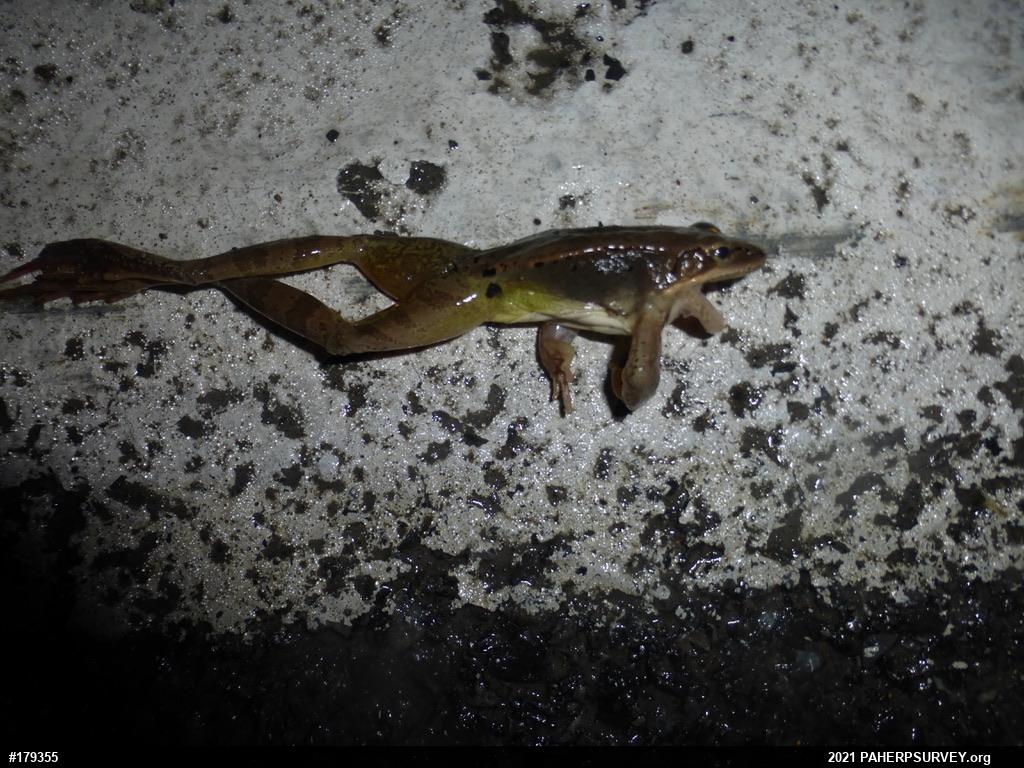 Wood Frog