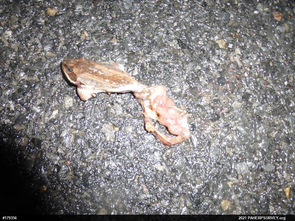 Wood Frog