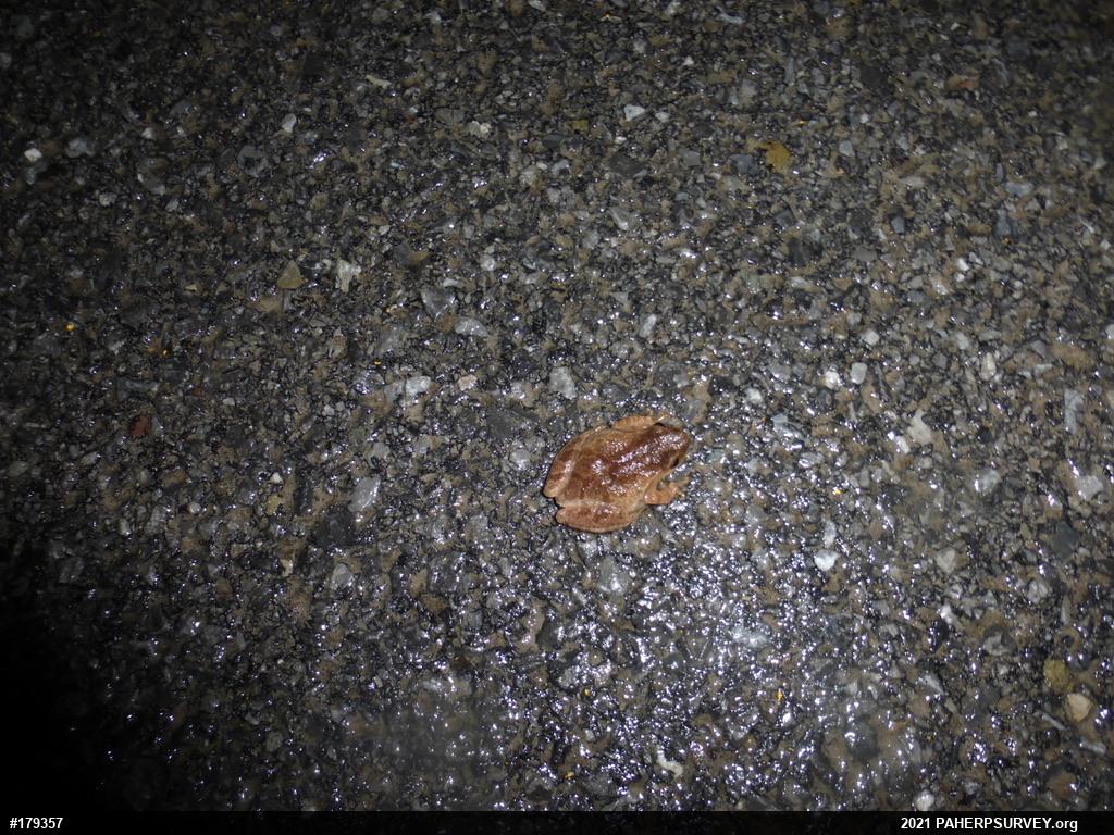 Spring Peeper