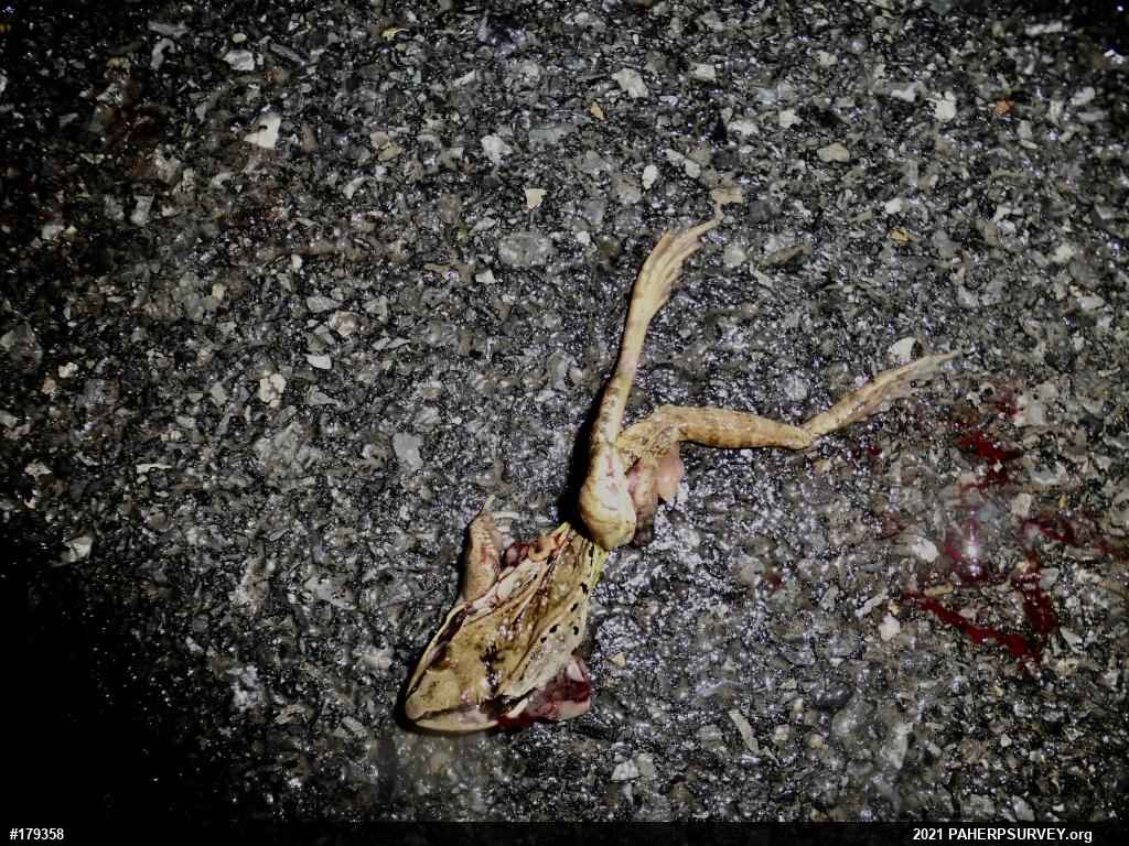 Wood Frog