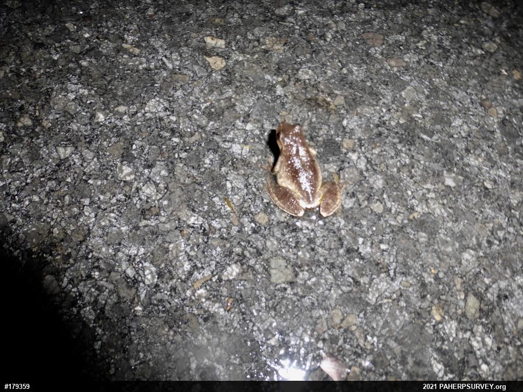 Spring Peeper