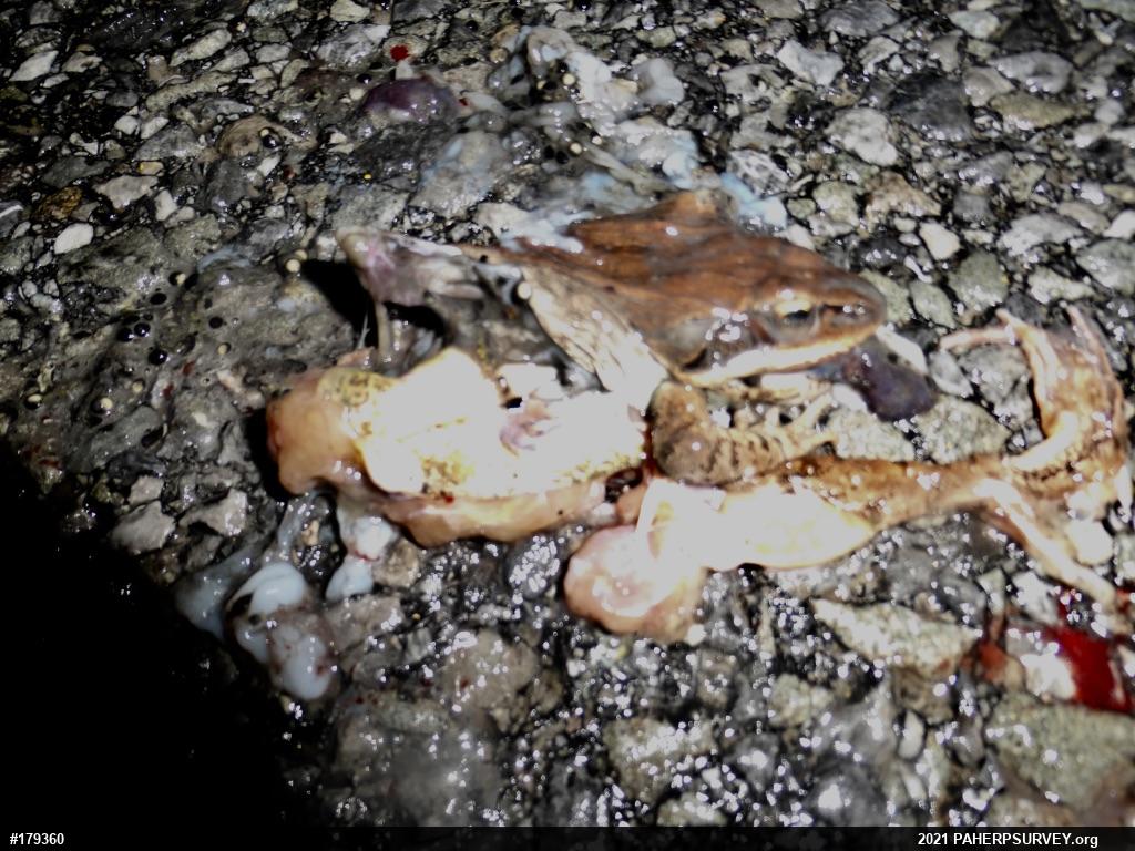 Wood Frog