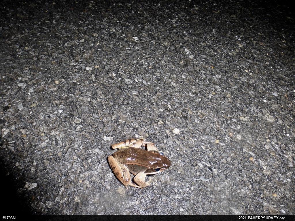 Wood Frog