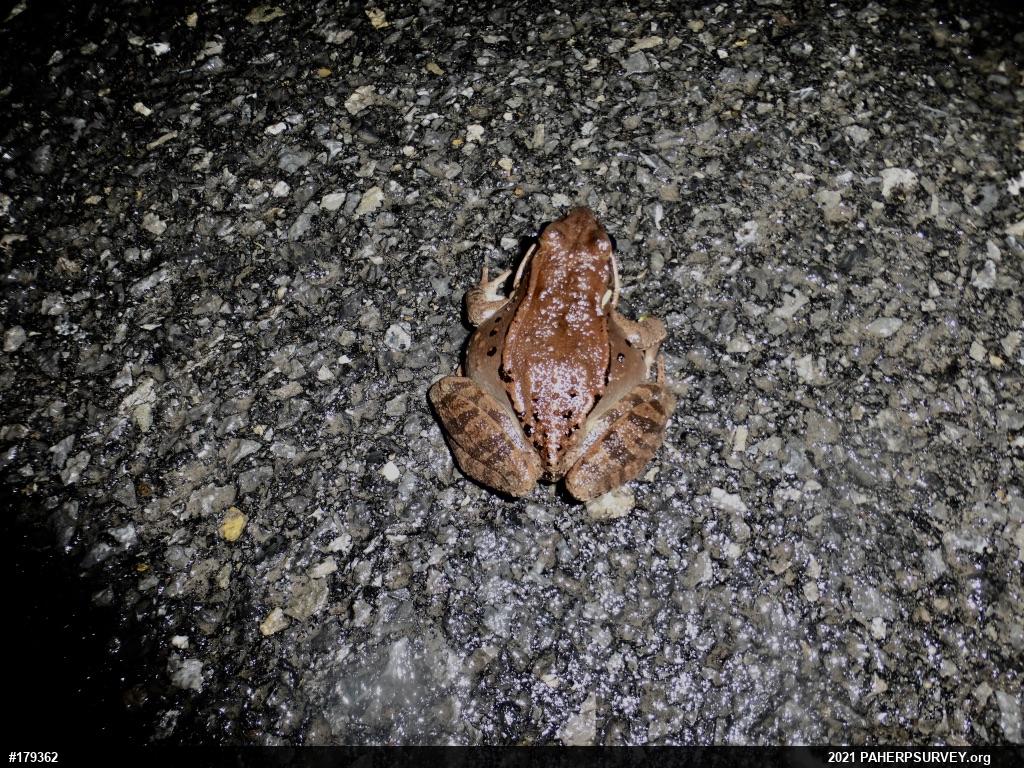 Wood Frog