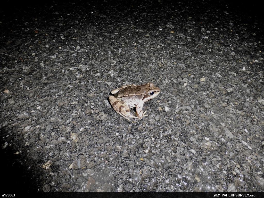 Wood Frog