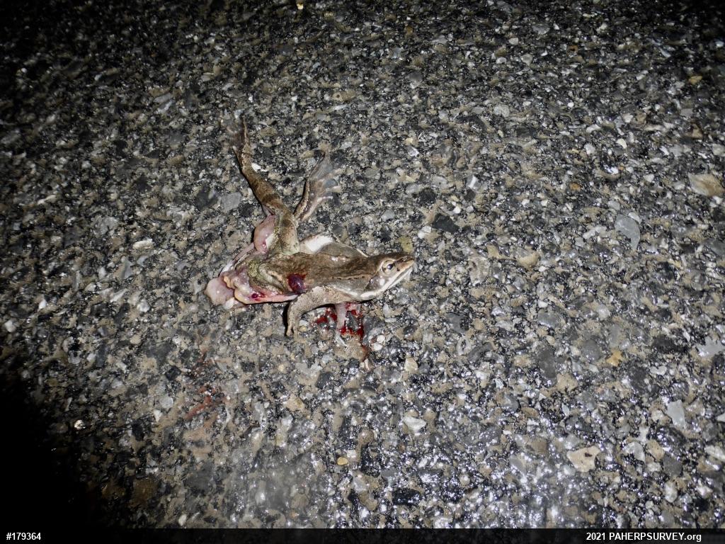 Wood Frog