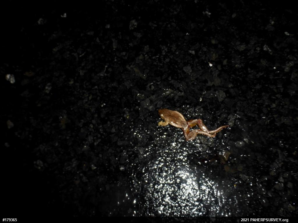 Spring Peeper