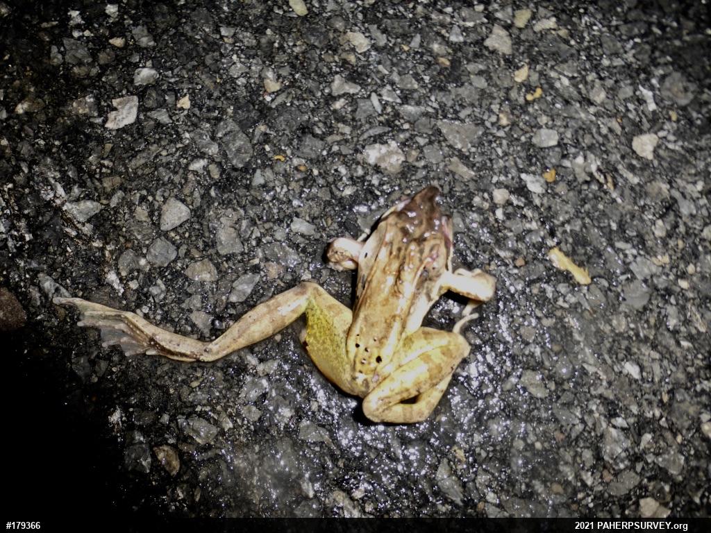 Wood Frog