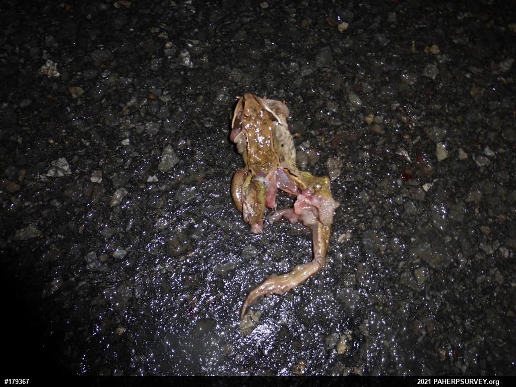 Wood Frog