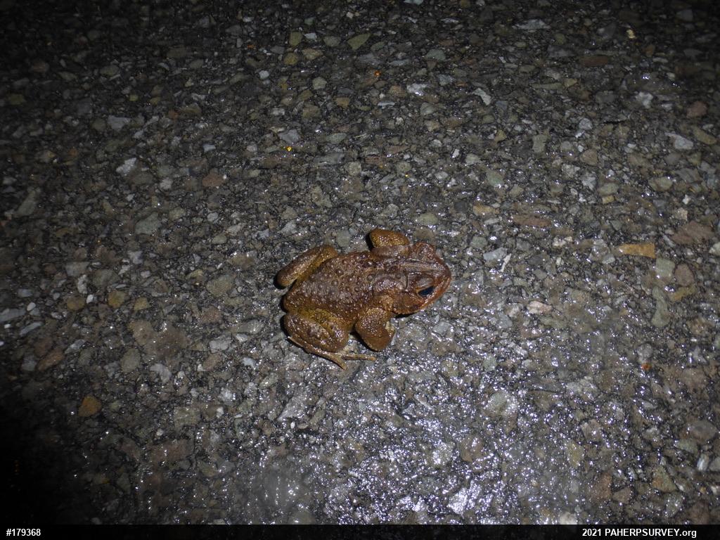 Eastern American Toad