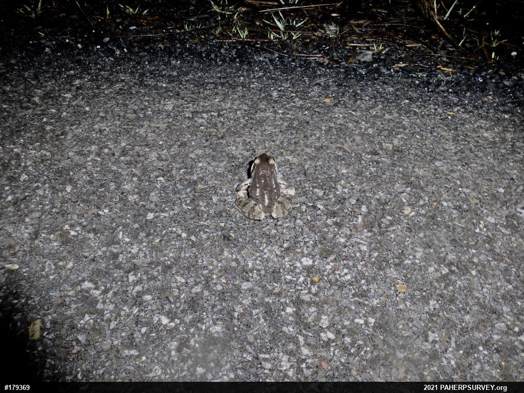 Wood Frog