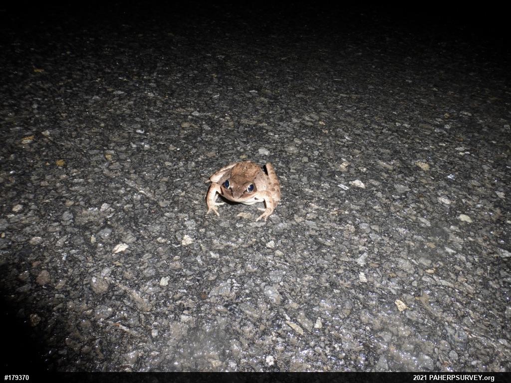 Wood Frog