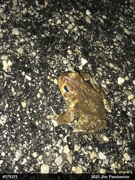 Eastern American Toad