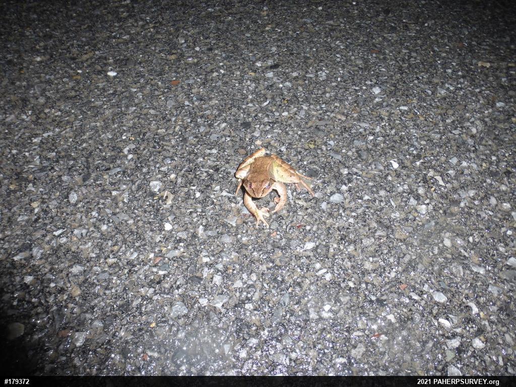 Wood Frog