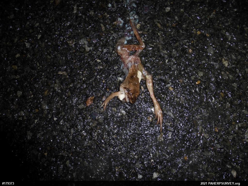 Wood Frog