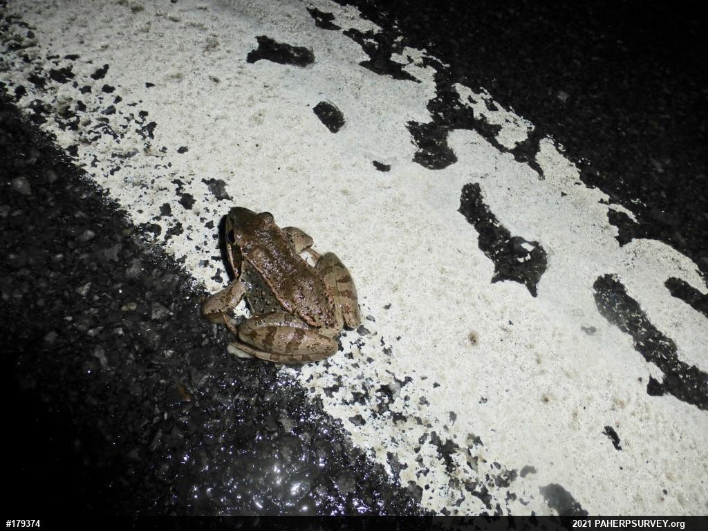 Wood Frog