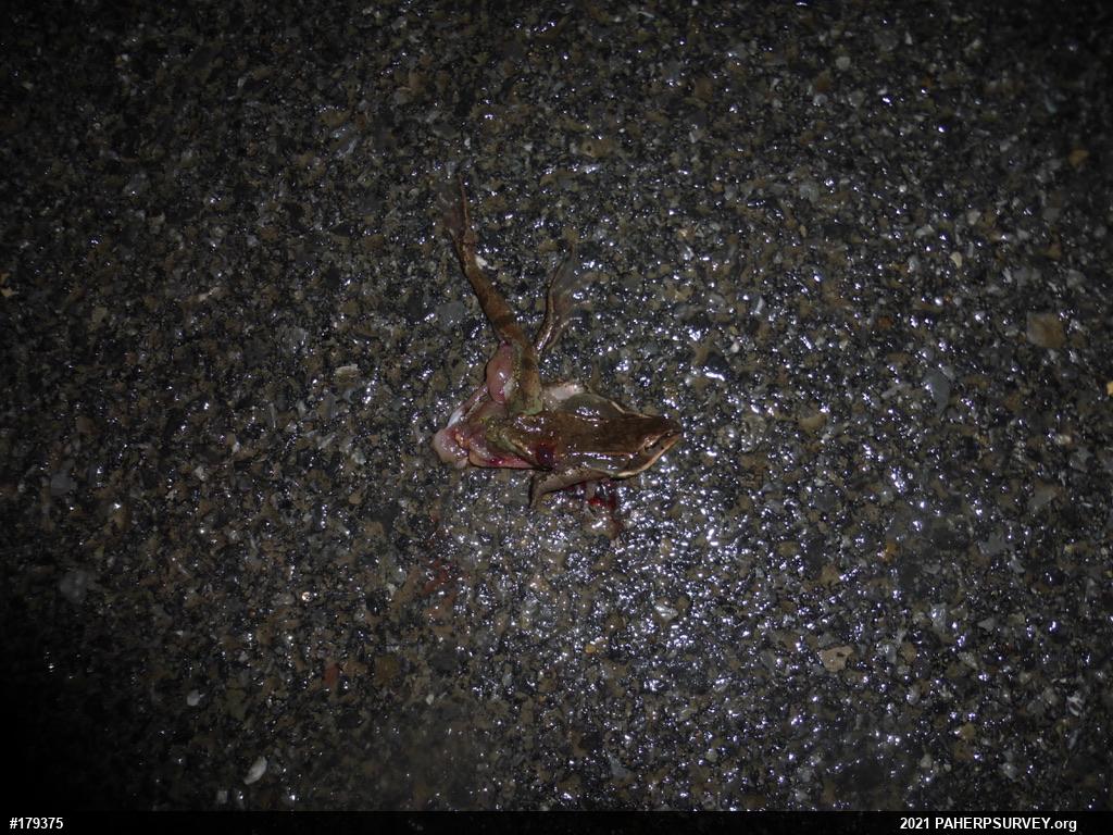 Wood Frog