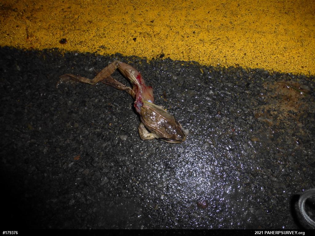 Wood Frog