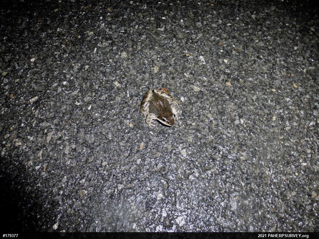 Wood Frog