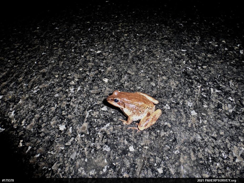 Wood Frog