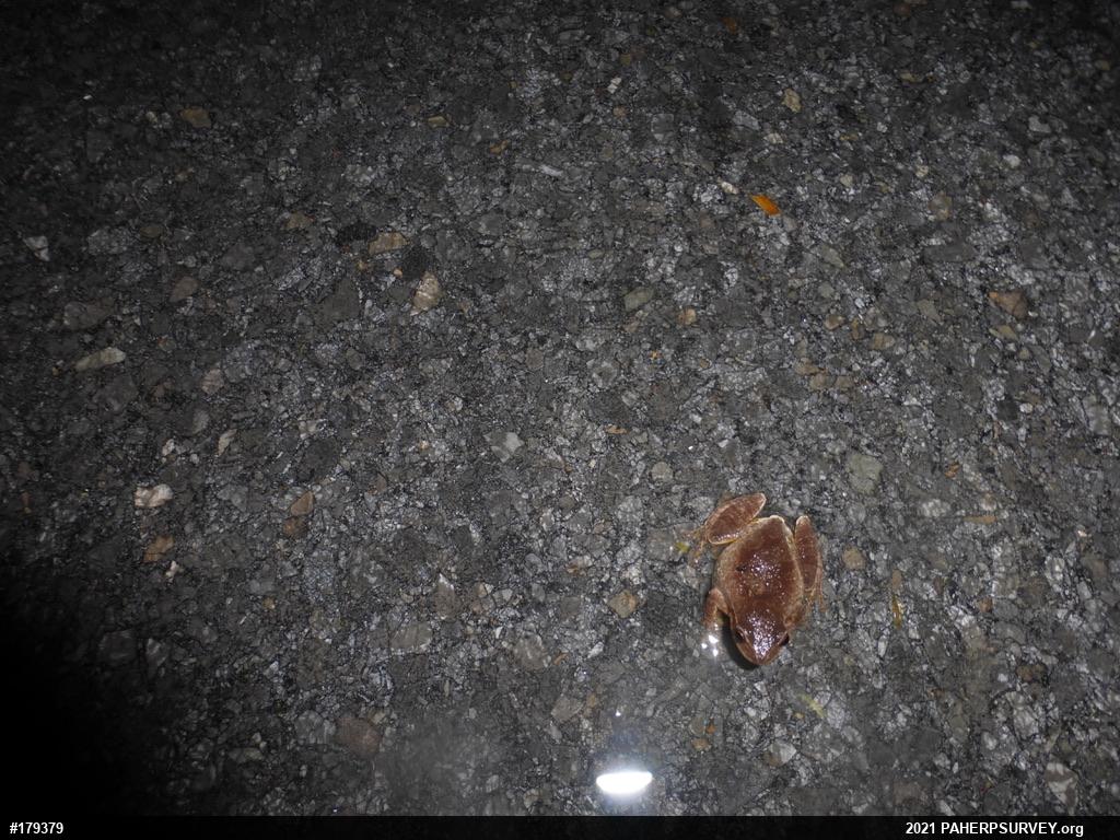 Spring Peeper