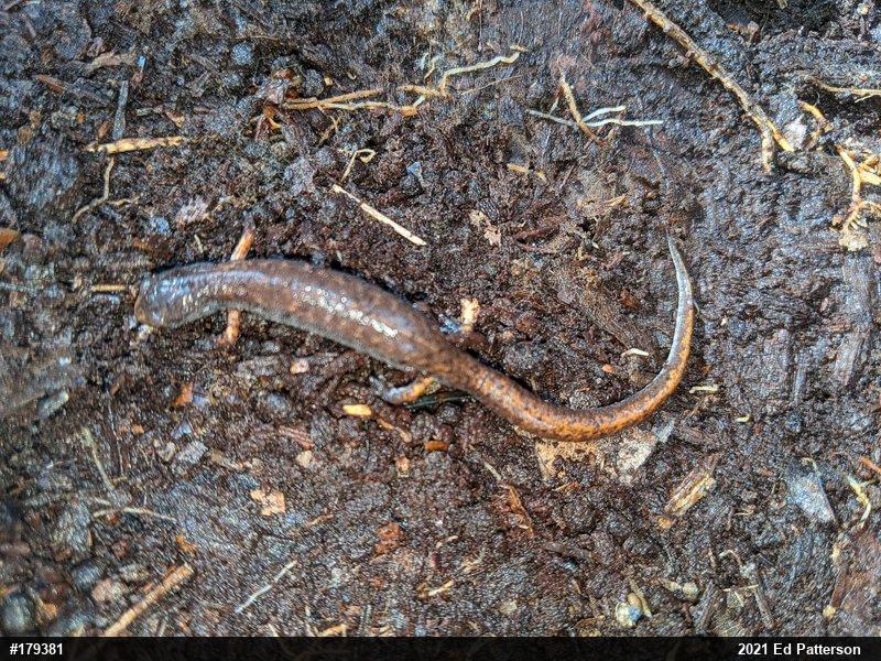Four-toed Salamander