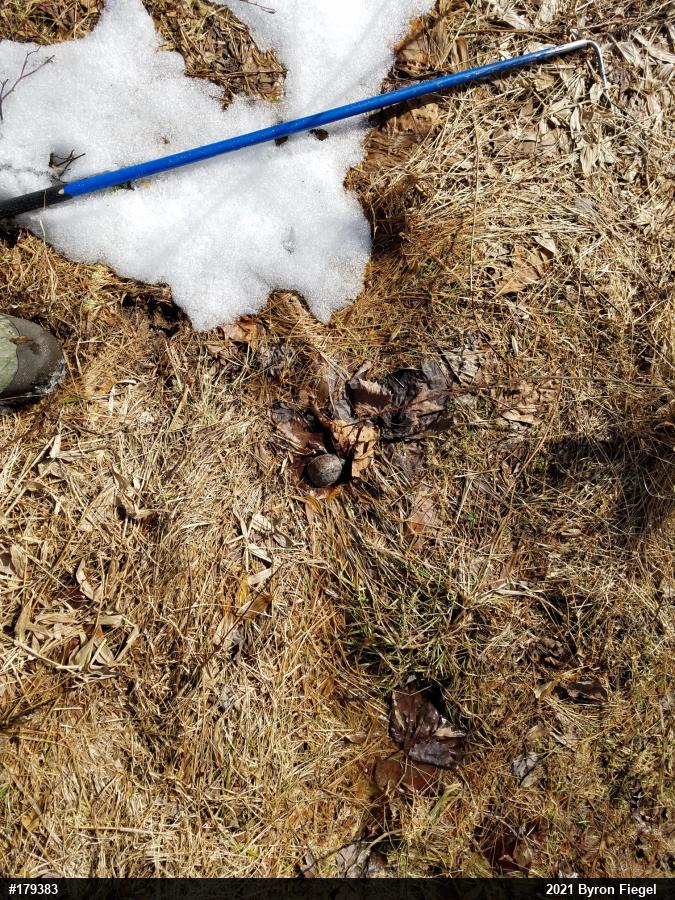 Eastern Box Turtle