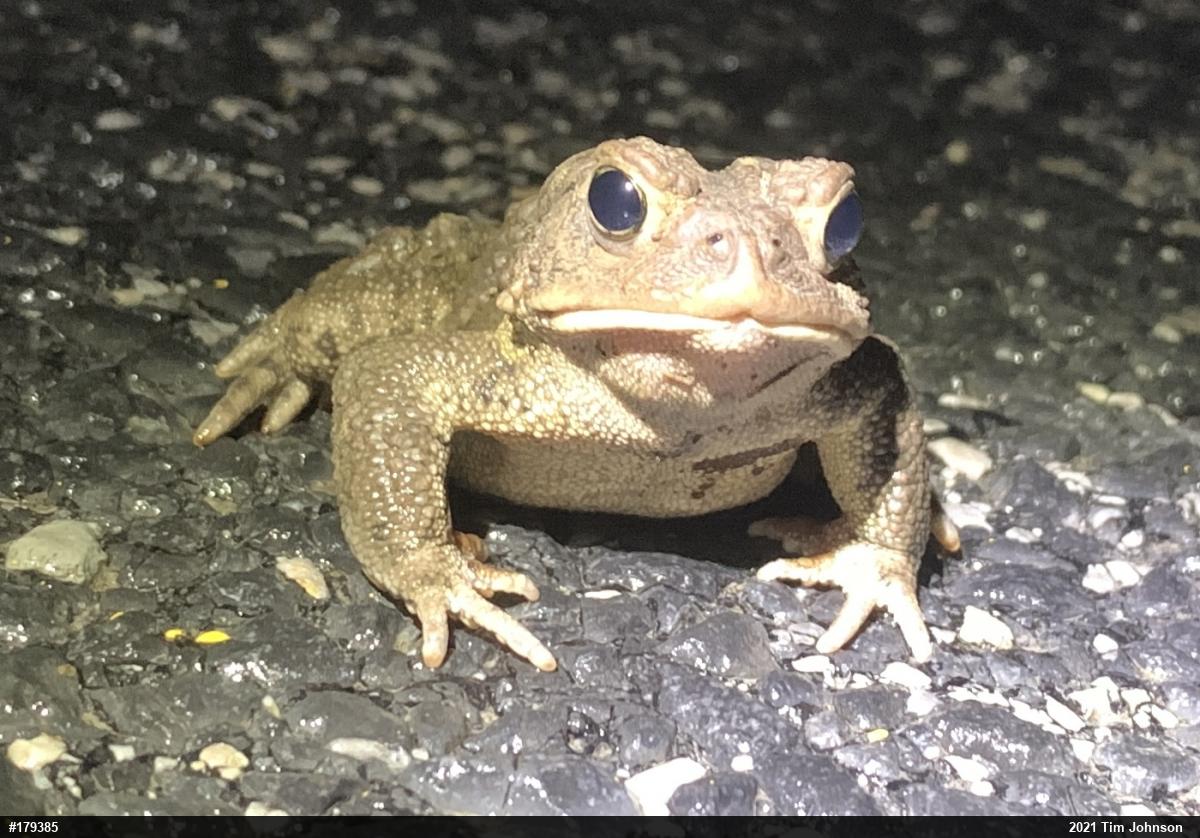 Eastern American Toad