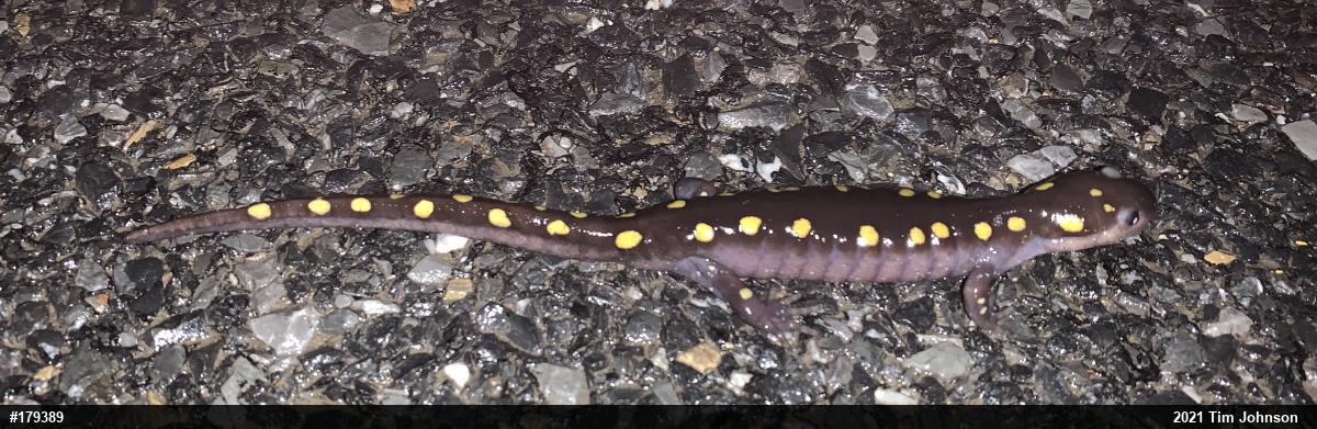 Spotted Salamander