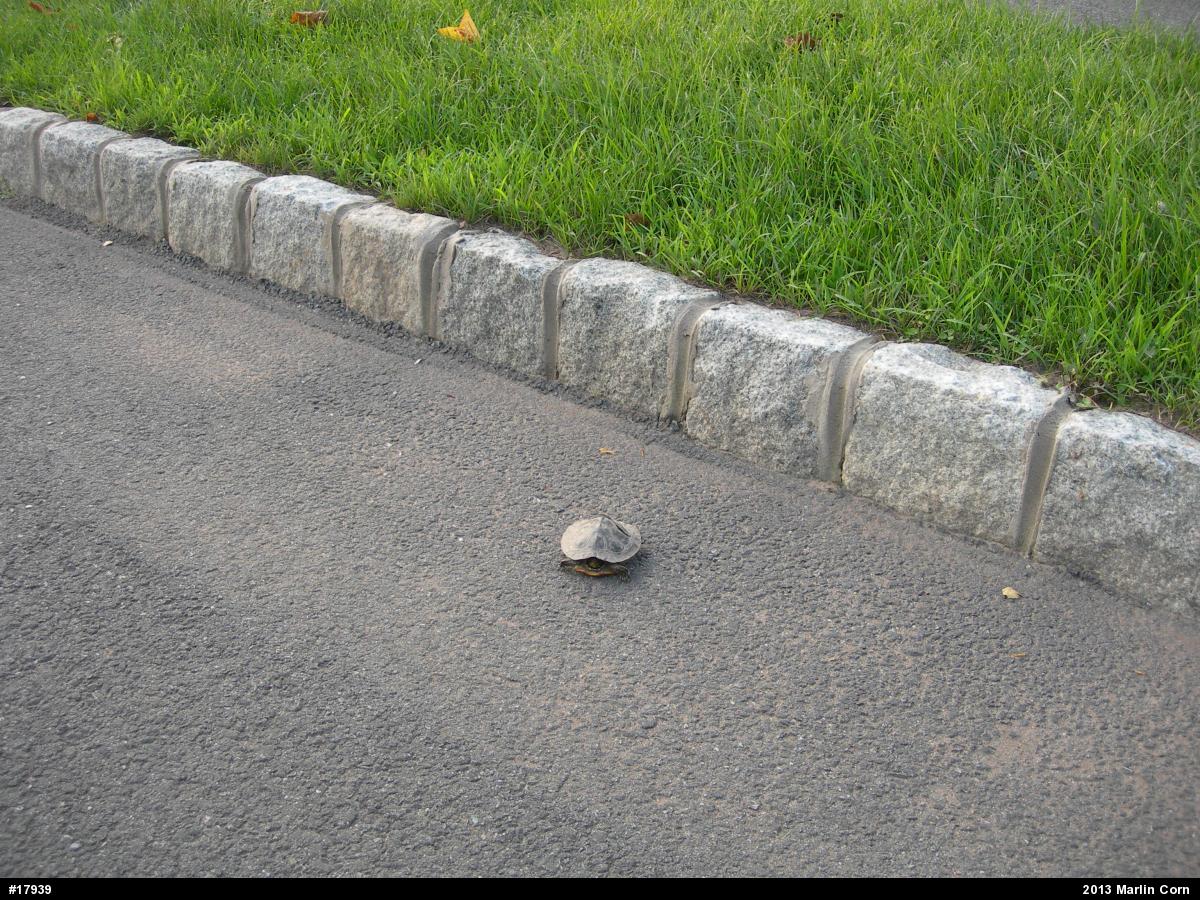 Red-eared Slider