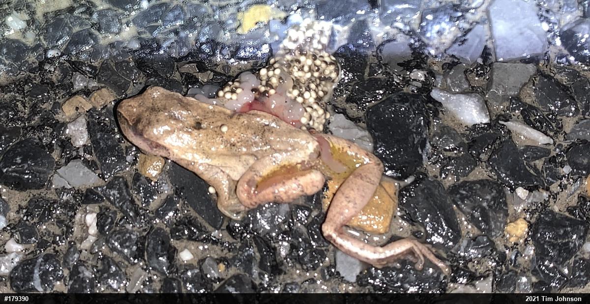 Spring Peeper