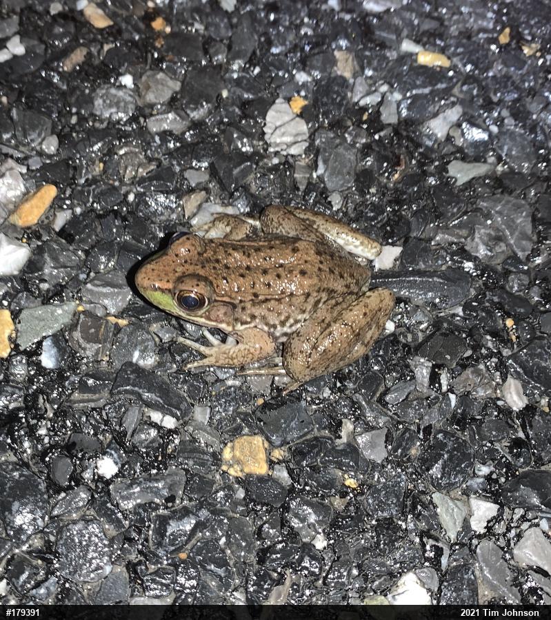 Green Frog