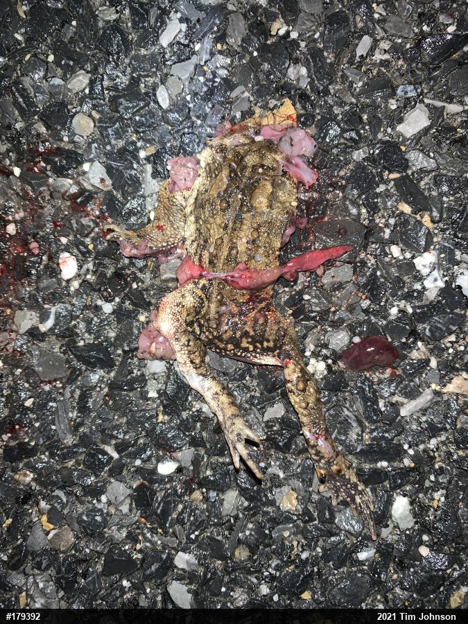 Eastern American Toad