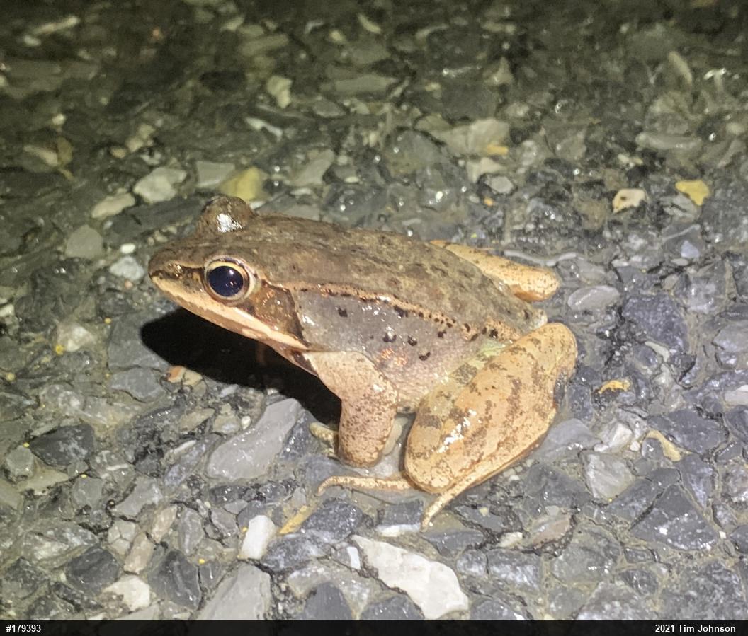 Wood Frog