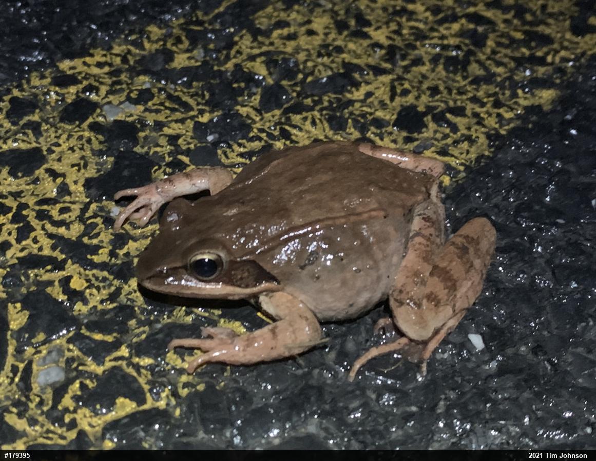 Wood Frog