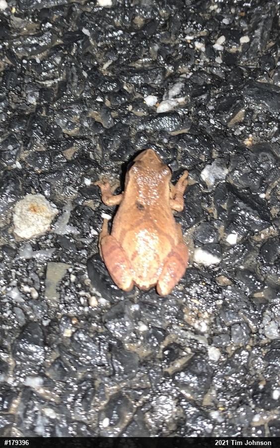 Spring Peeper
