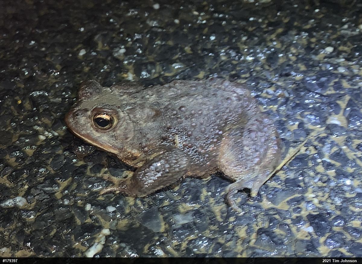 Eastern American Toad