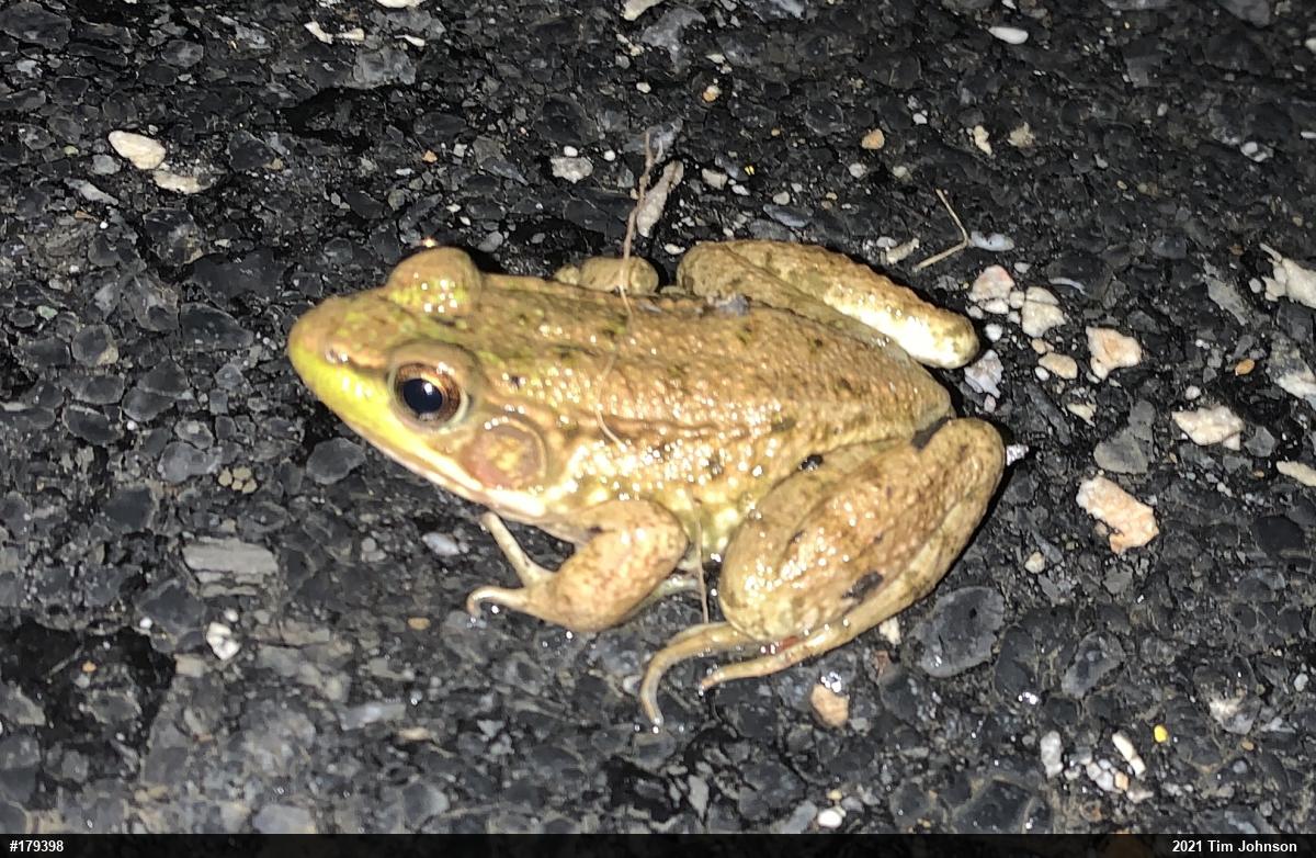 Green Frog