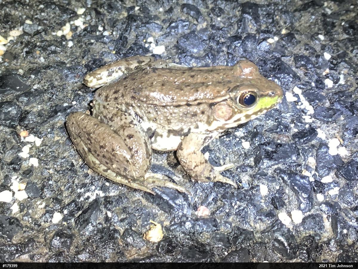 Green Frog