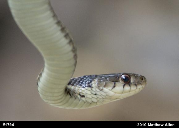 Eastern Gartersnake