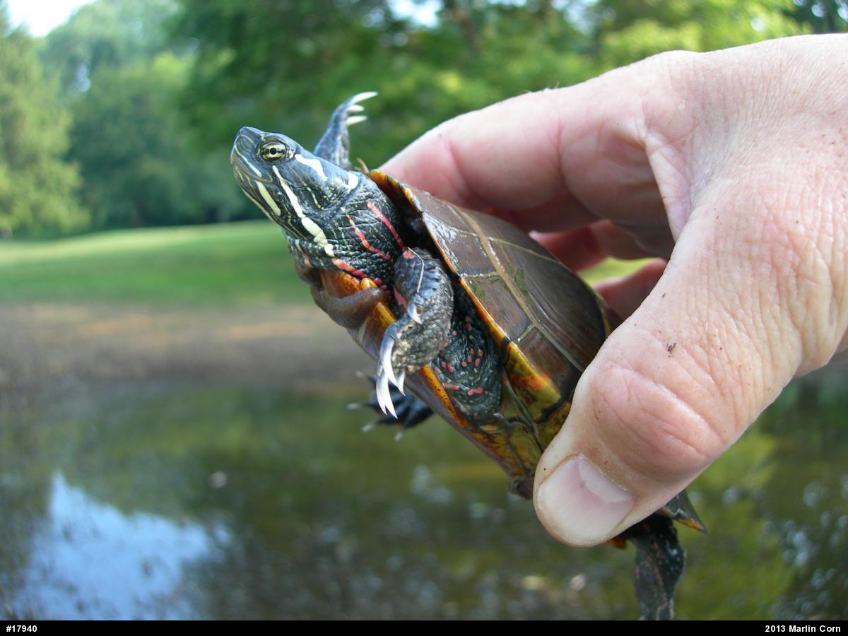 Painted Turtle