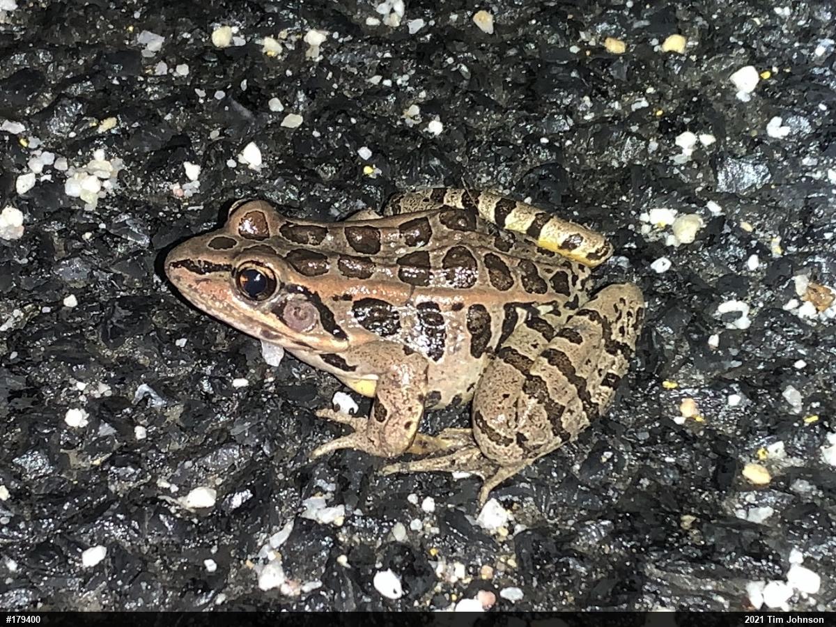 Pickerel Frog