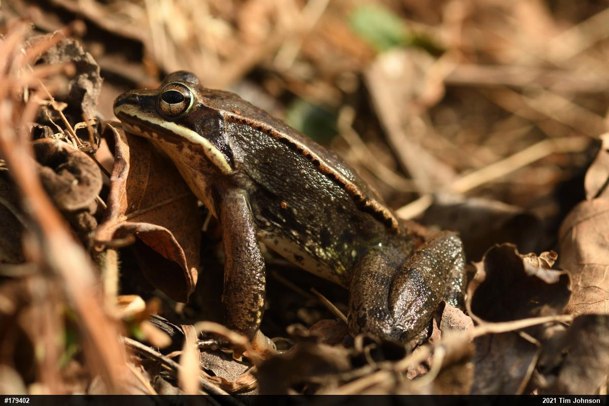 Wood Frog