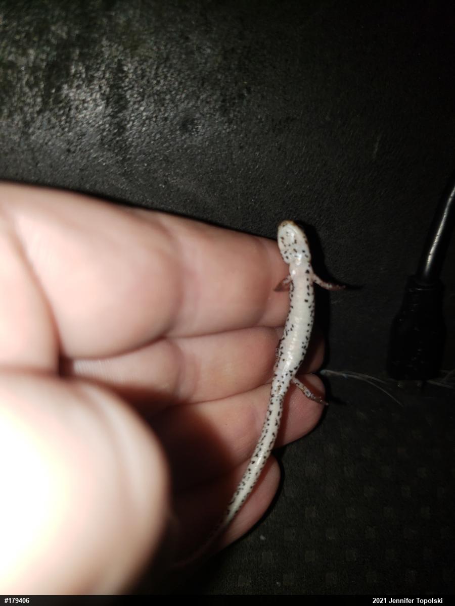 Four-toed Salamander