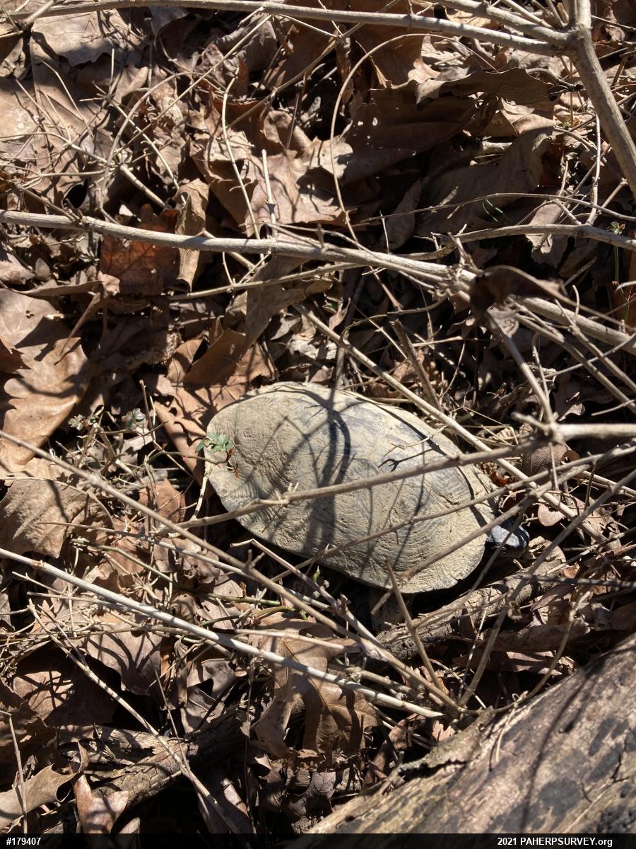 Wood Turtle