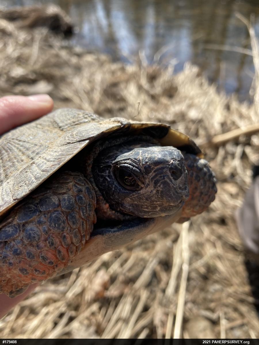 Wood Turtle