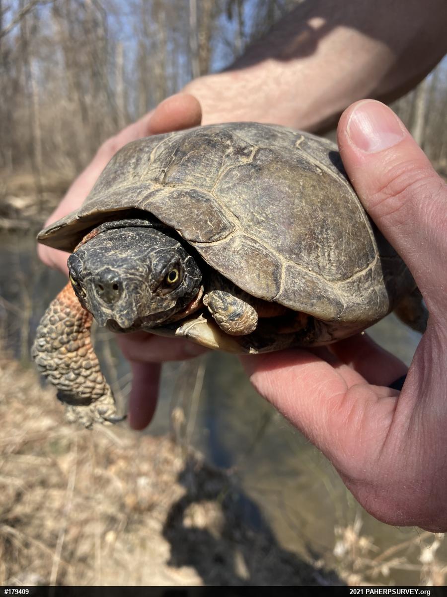 Wood Turtle