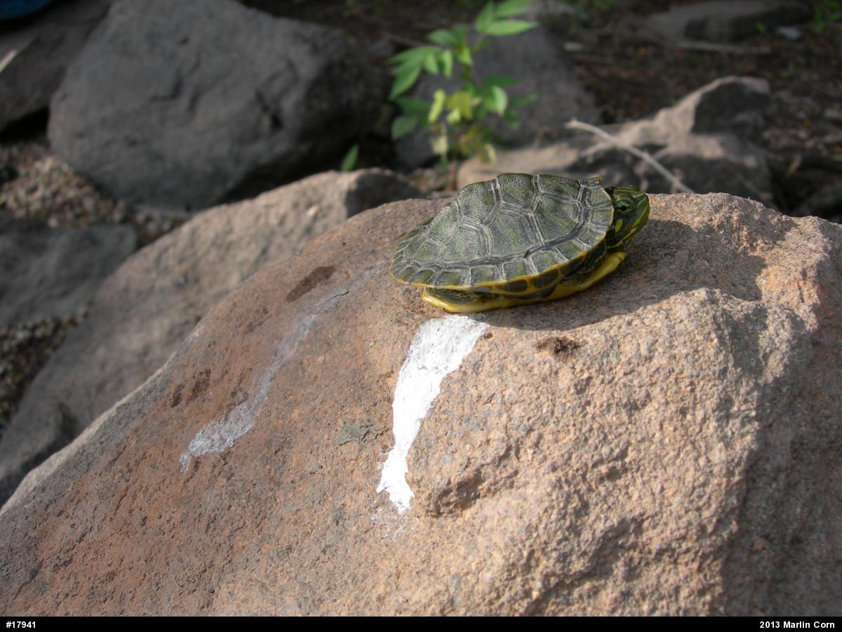 Red-eared Slider