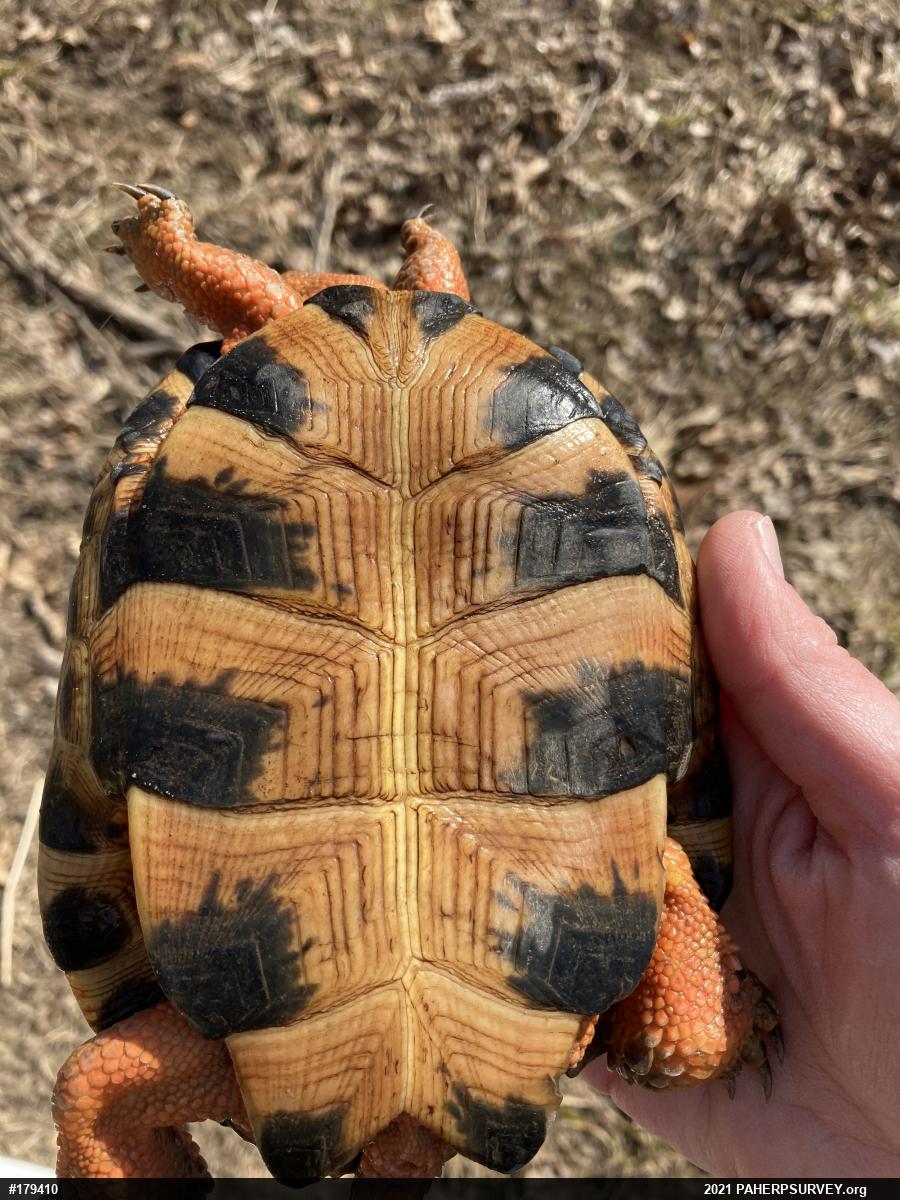 Wood Turtle