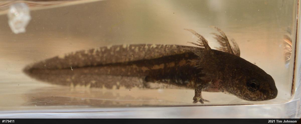 Marbled Salamander